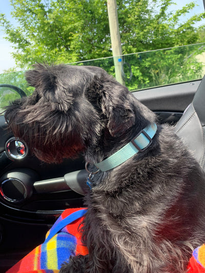 Avis sur Christel C. — croquettes chien
