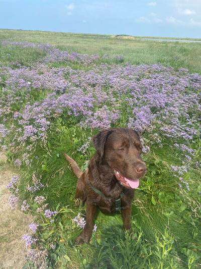 L'avis de Nathalie L. sur les croquettes aux insectes pour chien de la marque Réglo