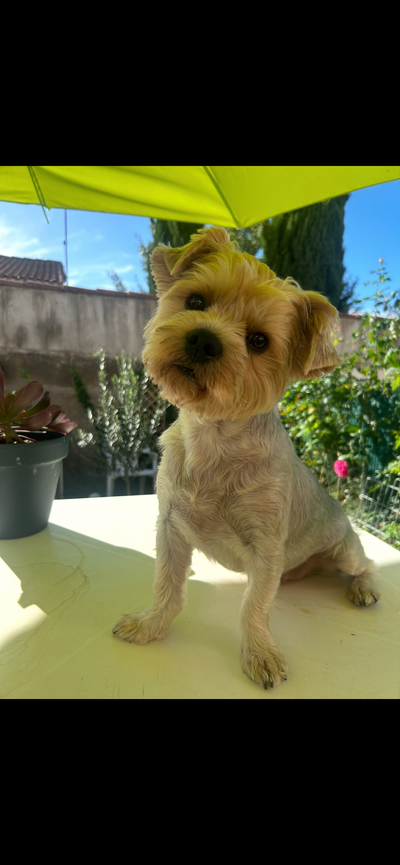 L'avis de Sandrine I. sur les croquettes aux insectes pour chien de la marque Réglo