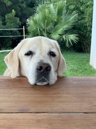 L'avis de Laurence G. sur les croquettes aux insectes pour chien de la marque Réglo