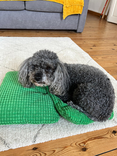 L'avis de marie k. sur les croquettes aux insectes pour chien de la marque Réglo