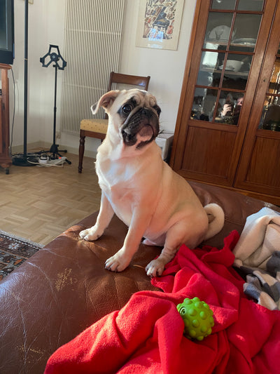 L'avis de Stéphane z. sur les croquettes aux insectes pour chien de la marque Réglo