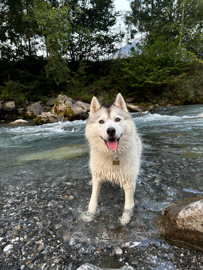 L'avis de Camille C. sur les croquettes aux insectes pour chien de la marque Réglo