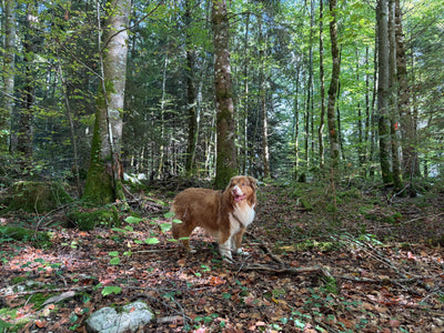 L'avis de Pasqualine S. sur les croquettes aux insectes pour chien de la marque Réglo