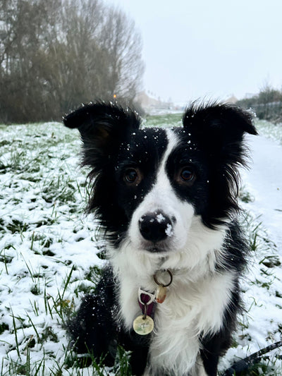 Avis sur Laëtitia S. — croquettes chien