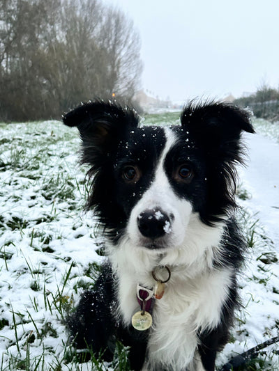 L'avis de Laëtitia S. sur les croquettes aux insectes pour chien de la marque Réglo