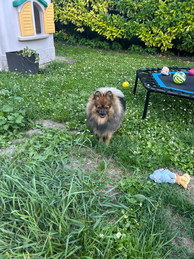 L'avis de Michelle gaby F. sur les croquettes aux insectes pour chien de la marque Réglo