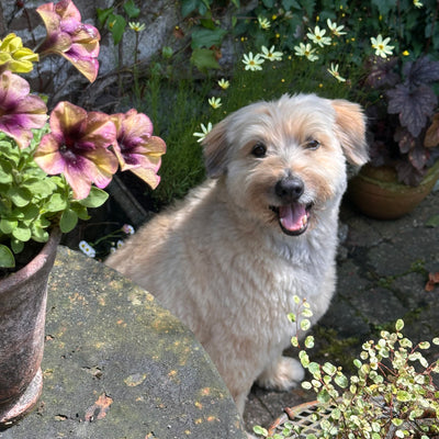 L'avis de Serge S. sur les croquettes aux insectes pour chien de la marque Réglo