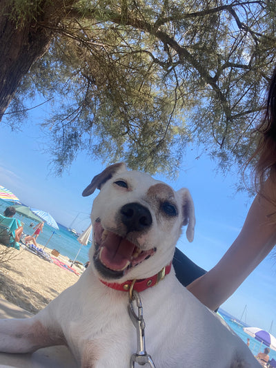 L'avis de Janyce G. sur les croquettes aux insectes pour chien de la marque Réglo