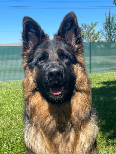 Avis sur Sylvain C. — croquettes chien