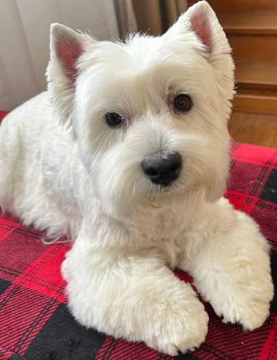 L'avis de Claire A. sur les croquettes aux insectes pour chien de la marque Réglo