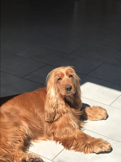 L'avis de Fabienne G. sur les croquettes aux insectes pour chien de la marque Réglo