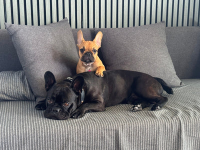 Avis sur Christophe C. — croquettes chien