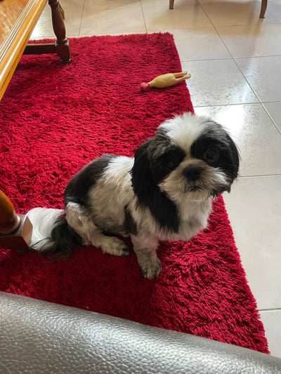 Avis sur Cendrine V. — croquettes chien