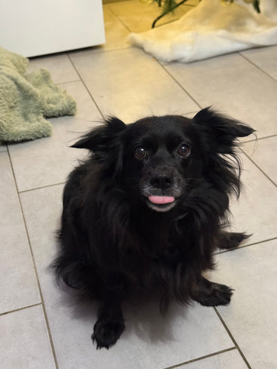 Avis sur Marcia S. — croquettes chien