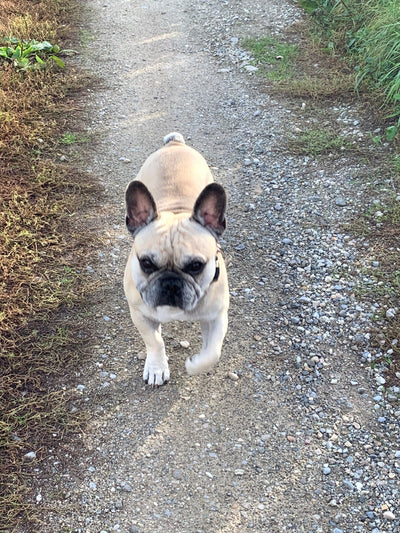 L'avis de Laurence E. sur les croquettes aux insectes pour chien de la marque Réglo