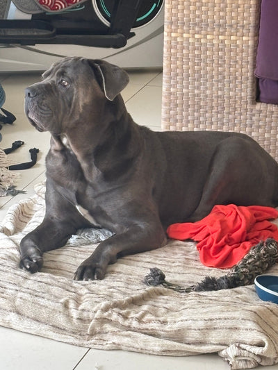 Avis sur PIERRE M. — croquettes chien