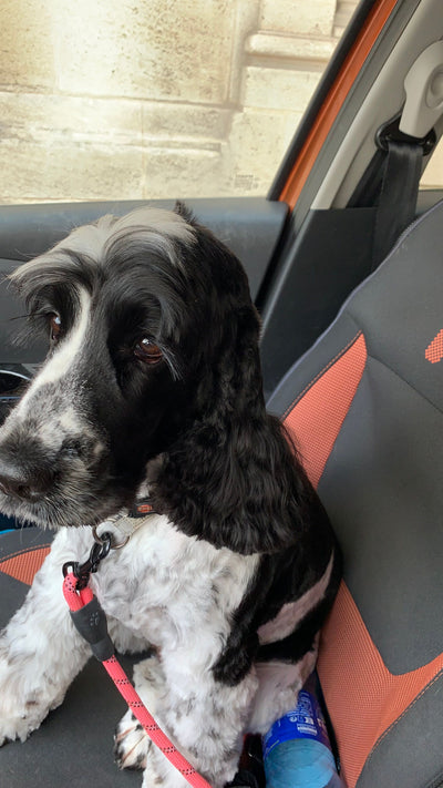 Avis sur Jacqueline D. — croquettes chien