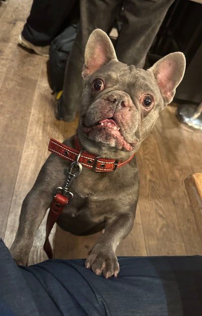 L'avis de David H. sur les croquettes aux insectes pour chien de la marque Réglo