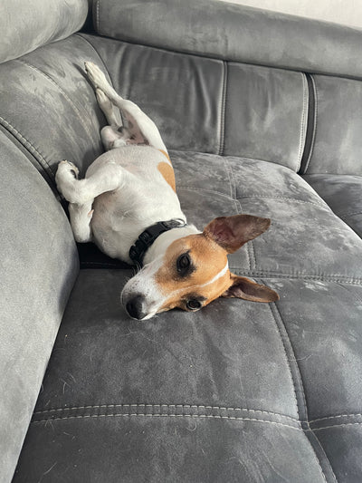 L'avis de Audrey M. sur les croquettes aux insectes pour chien de la marque Réglo