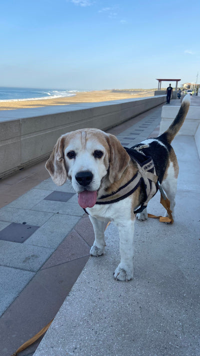 Avis sur Marie B. — croquettes chien