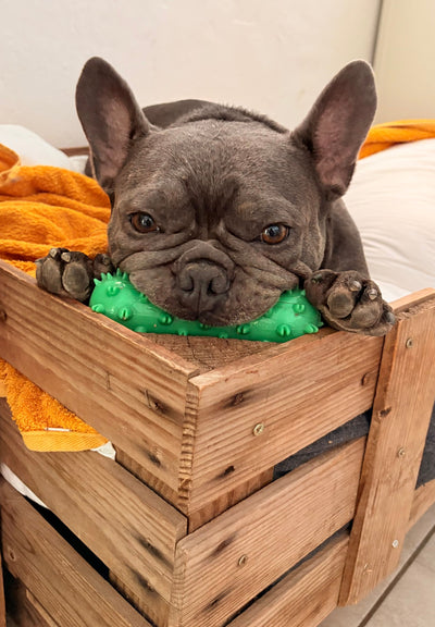 Avis sur Sonia F. — croquettes chien