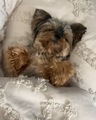 L'avis de Adeline D. sur les croquettes aux insectes pour chien de la marque Réglo