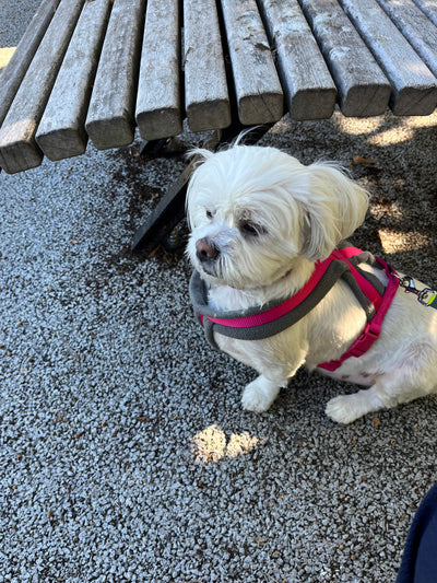 L'avis de Sylvie E. sur les croquettes aux insectes pour chien de la marque Réglo