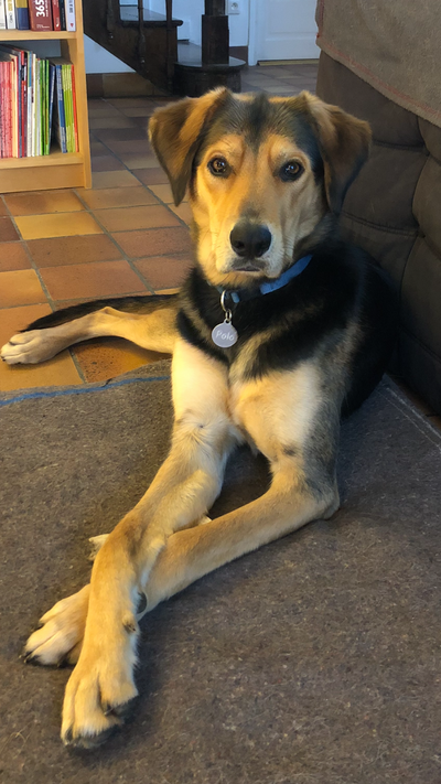 Avis sur Denys E. — croquettes chien