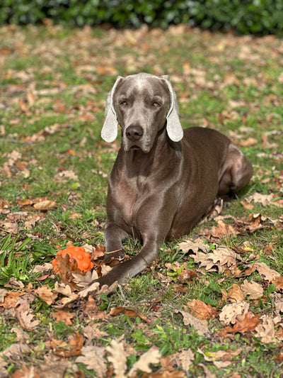 L'avis de Sandrine L. sur les croquettes aux insectes pour chien de la marque Réglo