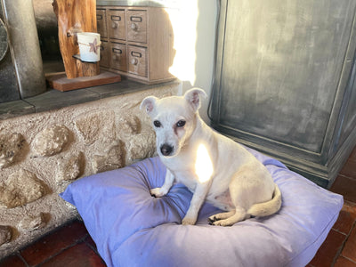 Avis sur Bernadette J. — croquettes chien
