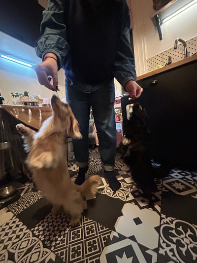 L'avis de Benedicte V. sur les croquettes aux insectes pour chien de la marque Réglo