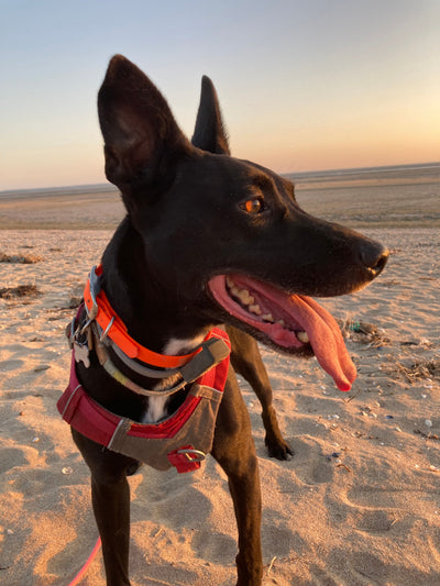 Avis sur Aurélie G. — croquettes chien