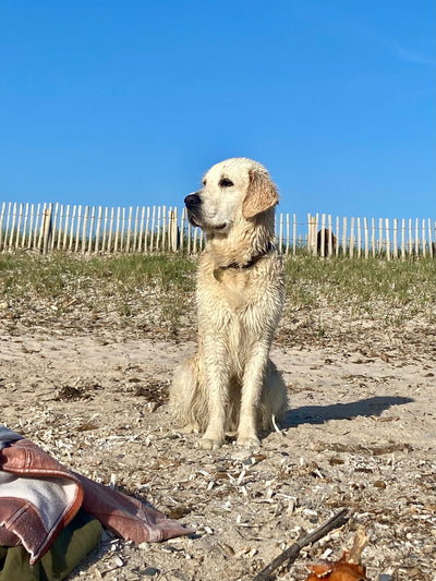 L'avis de charlene l. sur les croquettes aux insectes pour chien de la marque Réglo