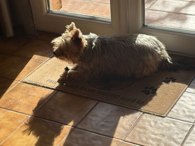 L'avis de Paul B. sur les croquettes aux insectes pour chien de la marque Réglo