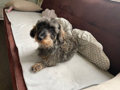 L'avis de Isabelle J. sur les croquettes aux insectes pour chien de la marque Réglo