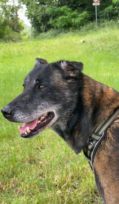 L'avis de Cristelle K. sur les croquettes aux insectes pour chien de la marque Réglo
