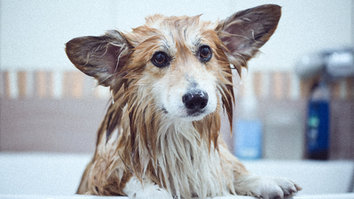 Laver son chien : quel shampoing naturel pour chien utiliser