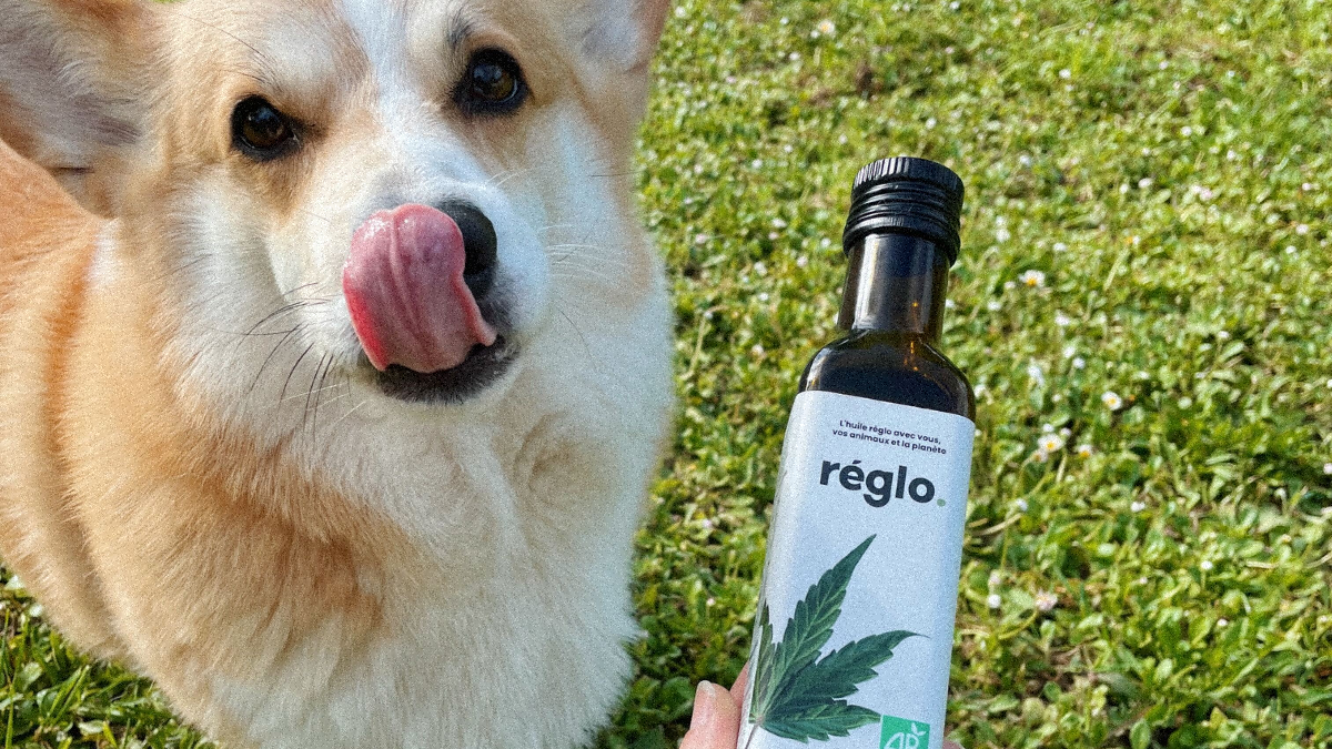 Les bienfaits de l'huile de chanvre pour les chiens Image