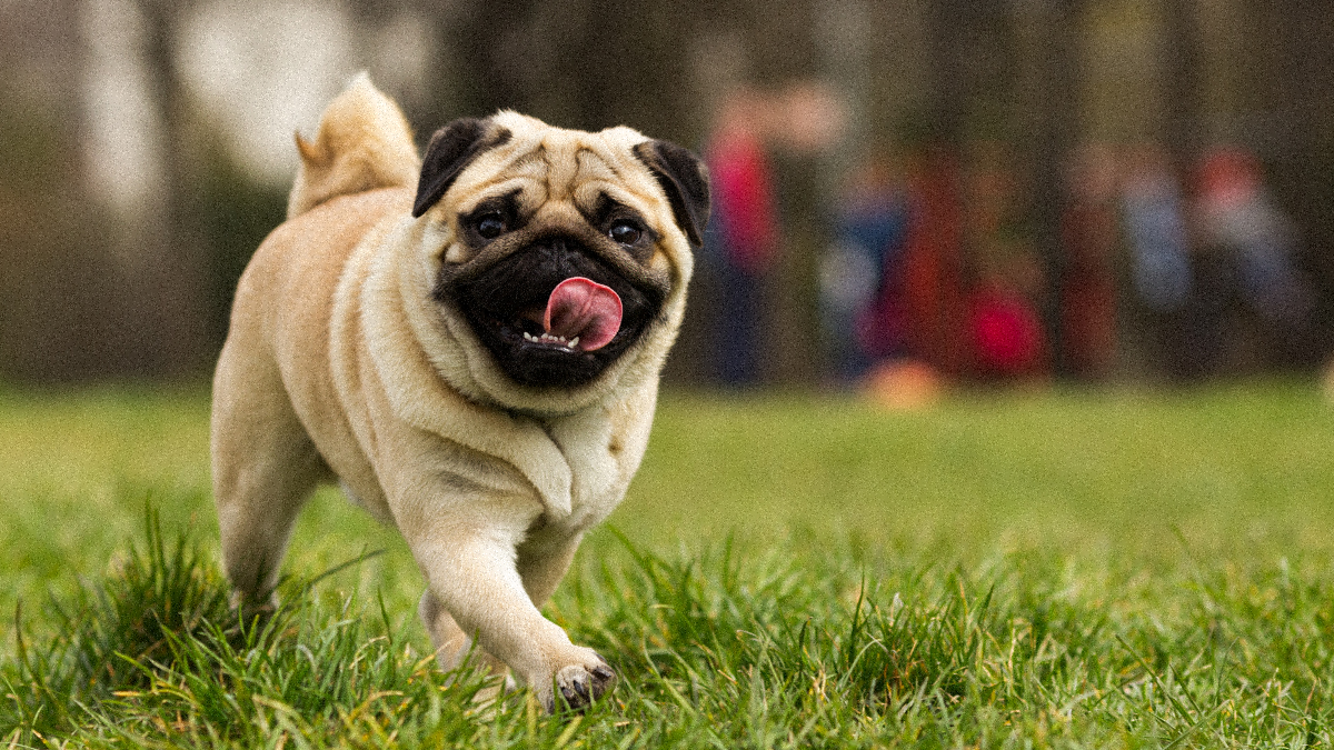 Les bienfaits des céréales pour la santé des chiens