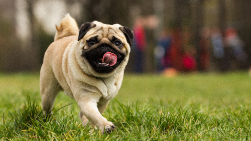 Les bienfaits des céréales pour la santé des chiens