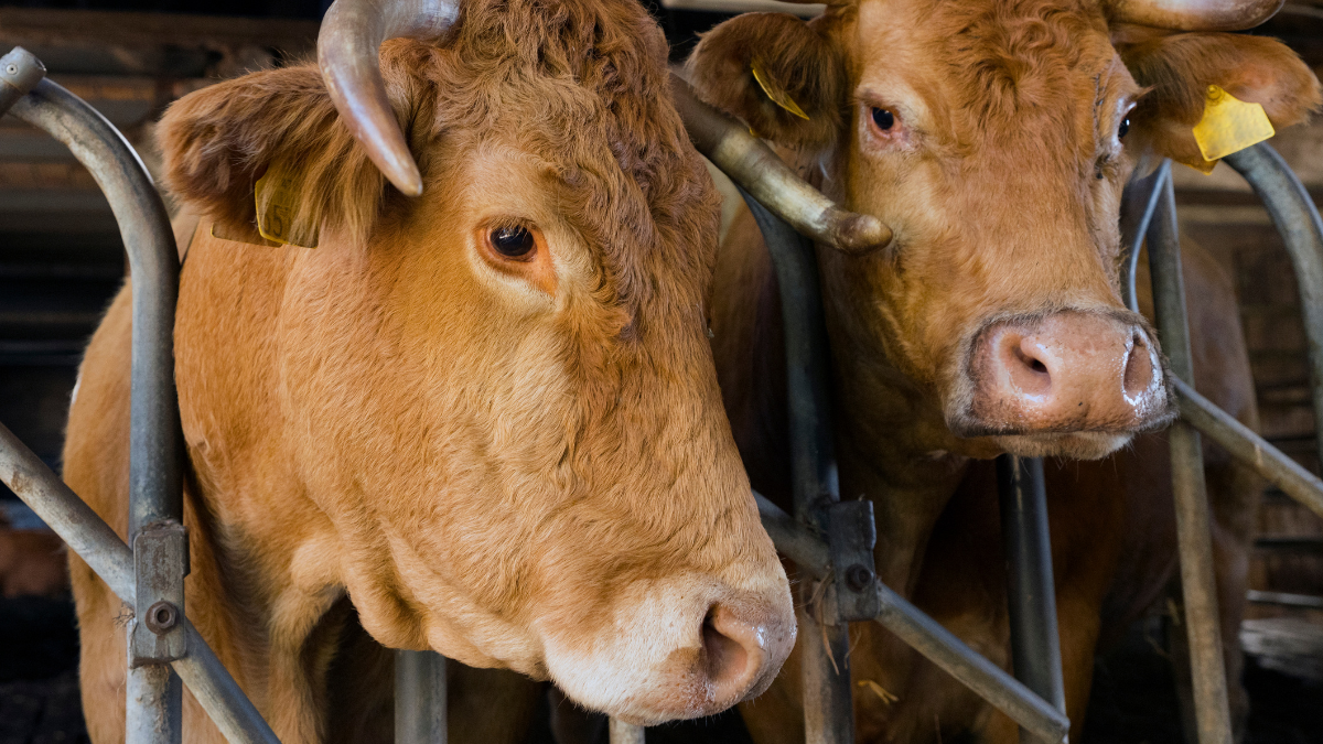 Les chiffres derrière l'industrie de la viande Image