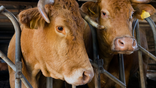 Les chiffres derrière l'industrie de la viande