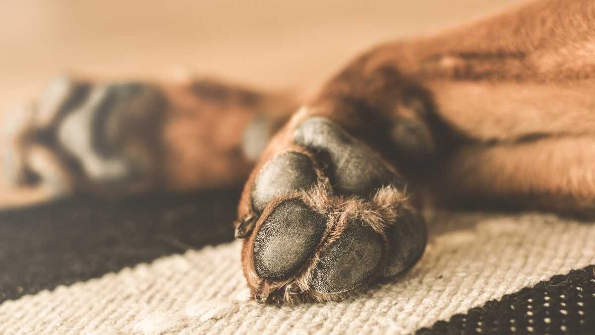 Levures entre les pattes des chiens : causes, symptômes et traitements Image
