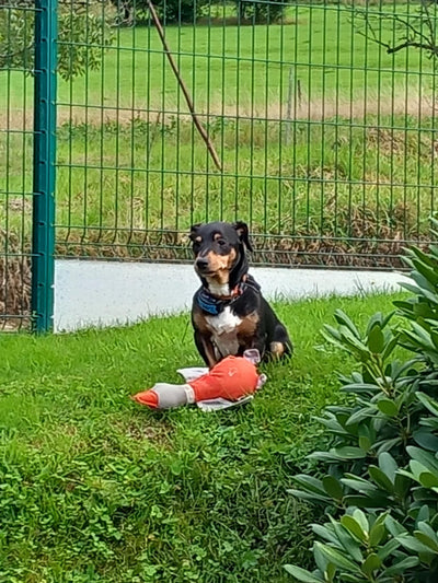 L'avis de Bruno F. sur les croquettes aux insectes pour chien de la marque Réglo