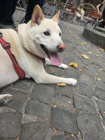 L'avis de Sylvia M. sur les croquettes aux insectes pour chien de la marque Réglo