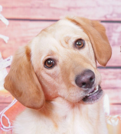 L'avis de Cyril A. sur les croquettes aux insectes pour chien de la marque Réglo
