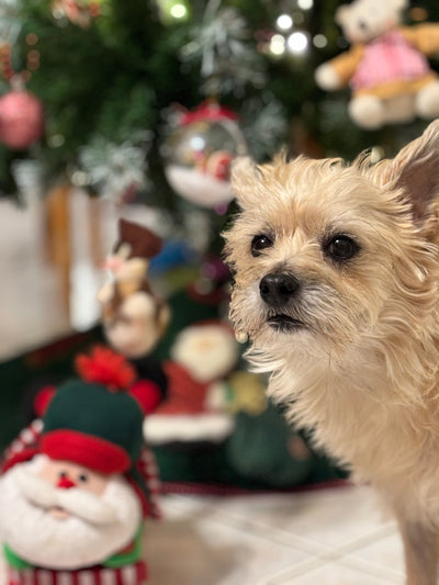 L'avis de Laurence B. sur les croquettes aux insectes pour chien de la marque Réglo