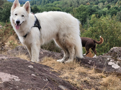 Avis sur ANNE B. — croquettes chien