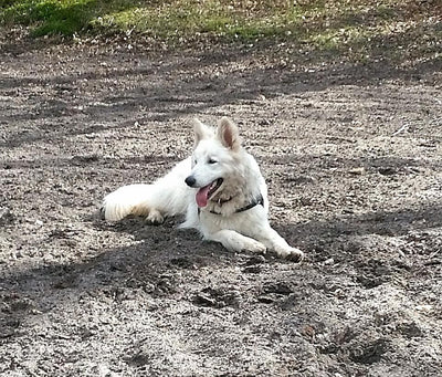 L'avis de ANNE B. sur les croquettes aux insectes pour chien de la marque Réglo